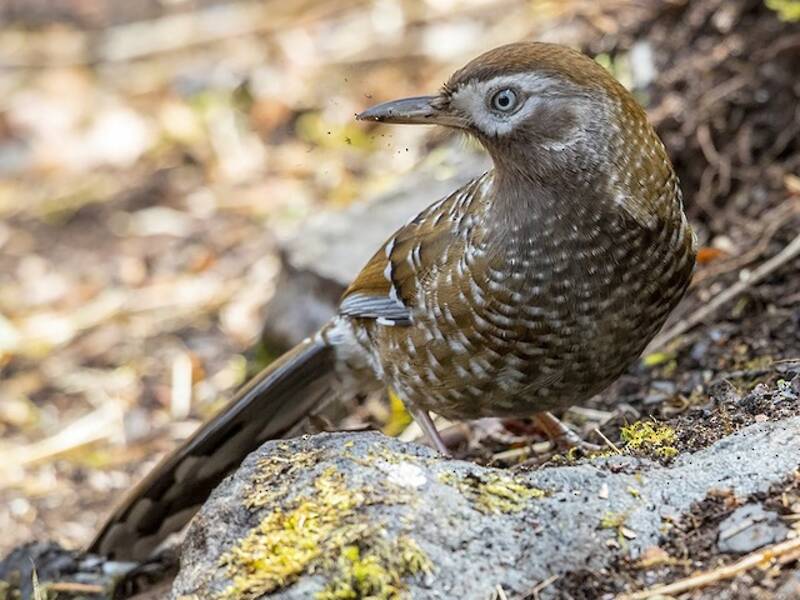 Garrulax de Biet, Fotos 4