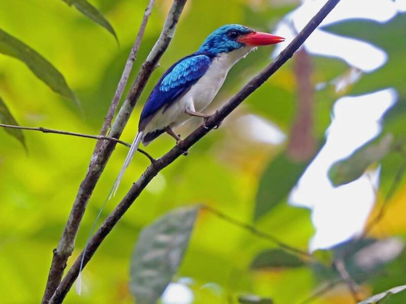 Biak Paradise-Kingfisher, 照片 3