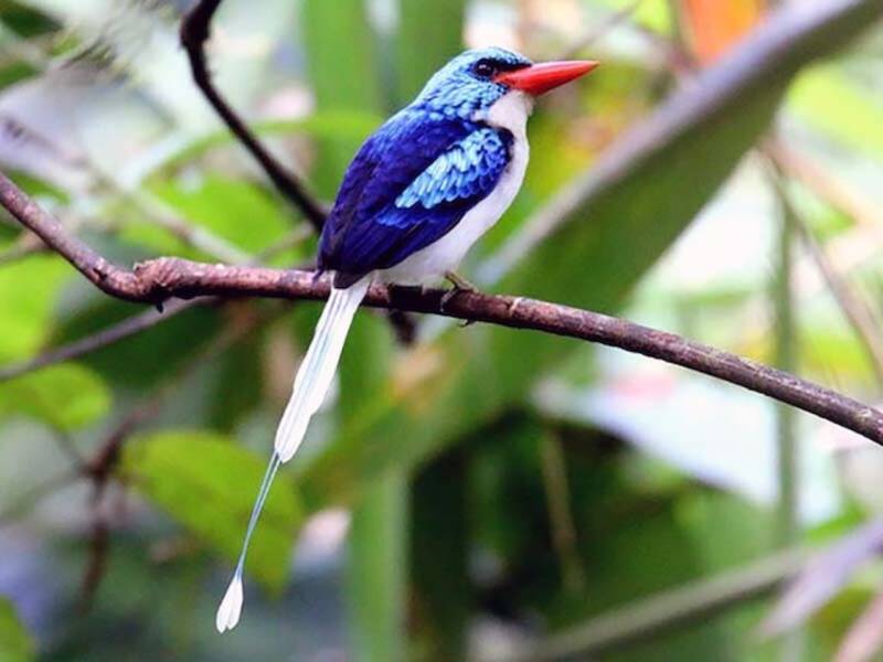 Biak Paradise-Kingfisher, 照片 2