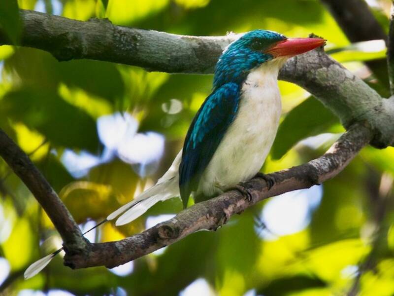 Biak Paradise-Kingfisher, 照片 4
