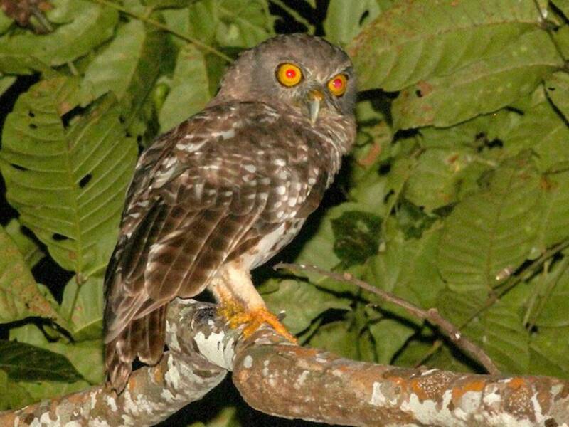 Ninox di Bismarck