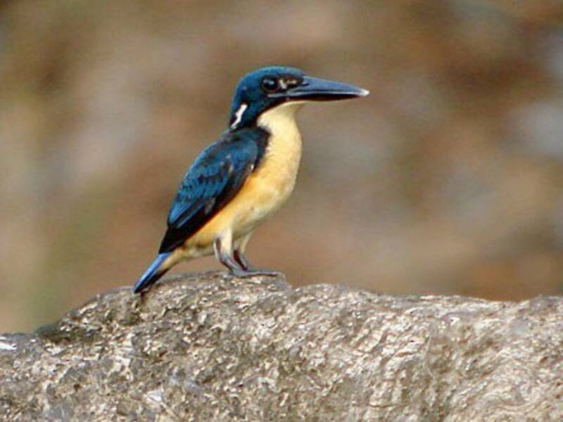 Bismarck Kingfisher, 照片 2