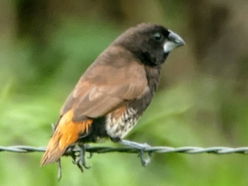 Munia di Bismarck, Foto 4