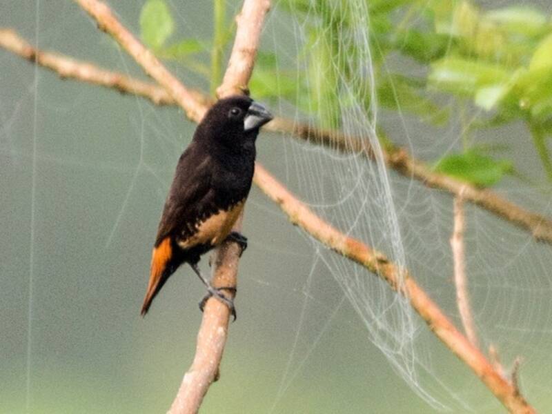 Munia di Bismarck, Foto 3