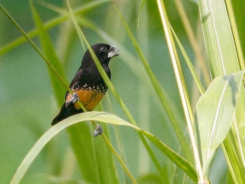 Munia di Bismarck, Foto 2