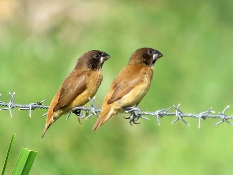Munia di Bismarck