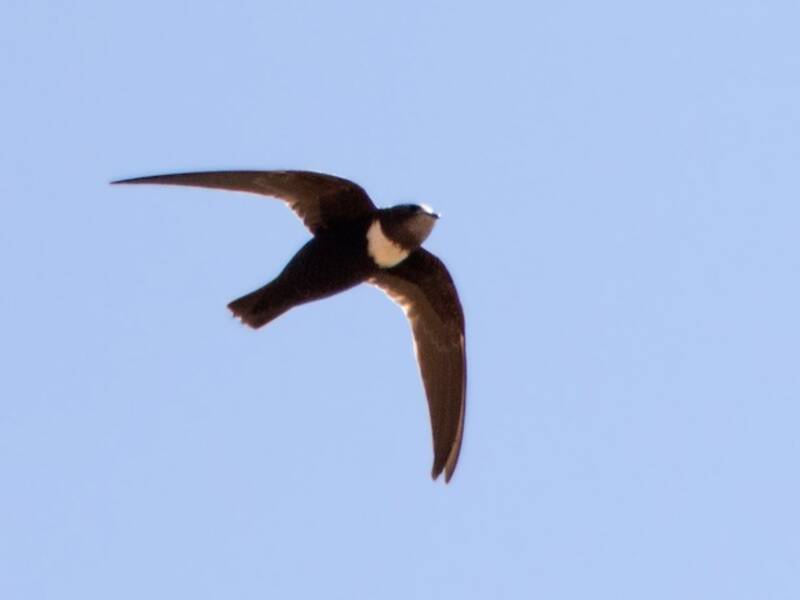 Biscutate Swift