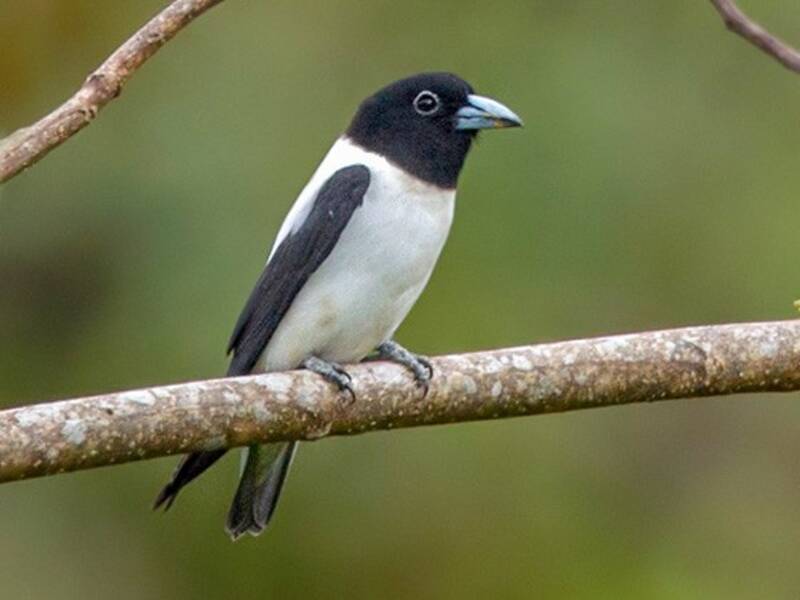 Bismarck Woodswallow, Photos 3