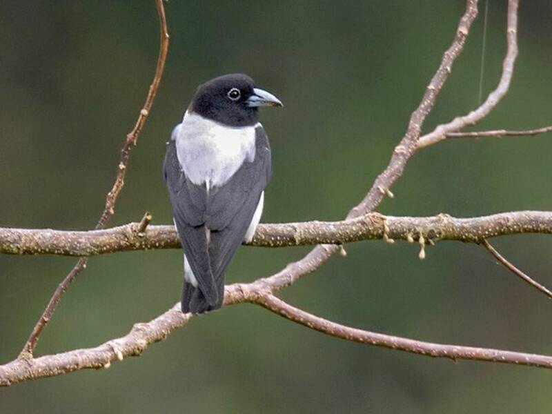 Bismarck Woodswallow, Photos 2
