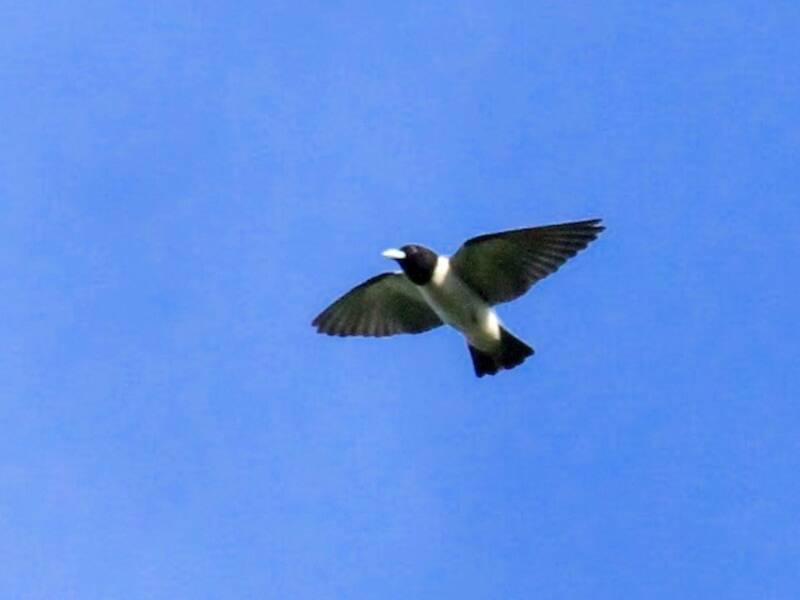 Bismarck Woodswallow
