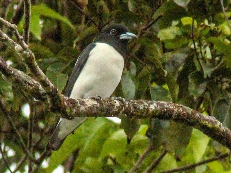 Bismarck Woodswallow, Photos 4