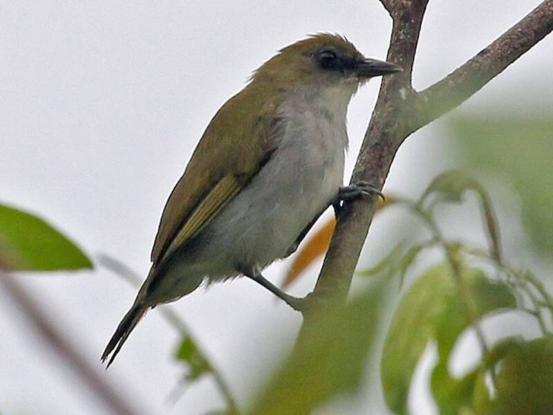 Anteojitos de Biak, Fotos 3
