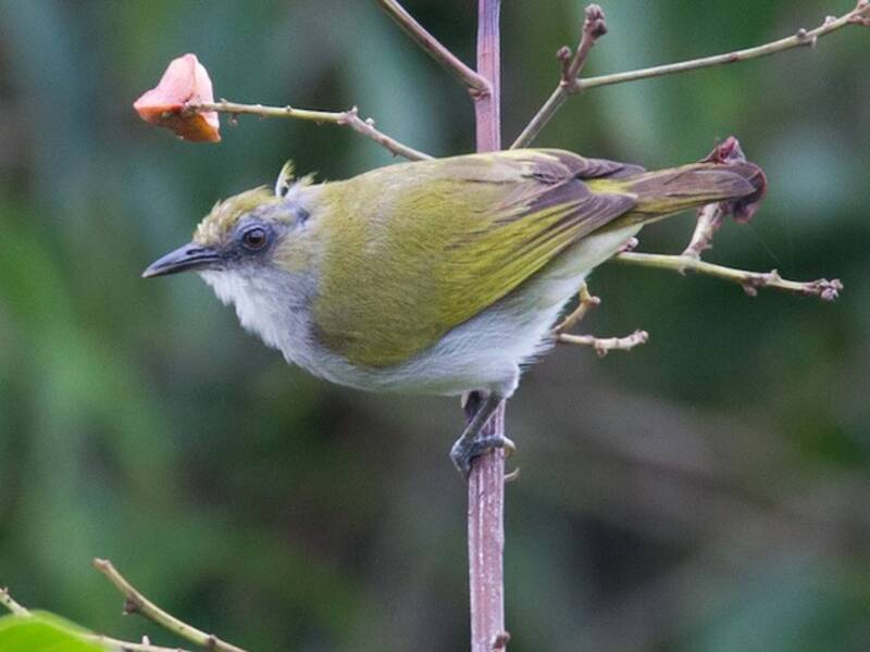 Anteojitos de Biak, Fotos 4