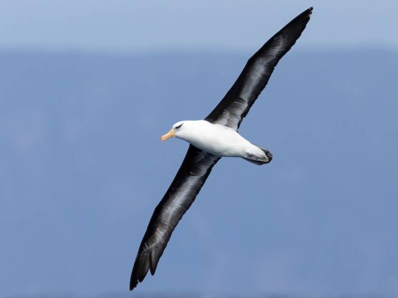 Albatro sopracciglio nero, Foto 4