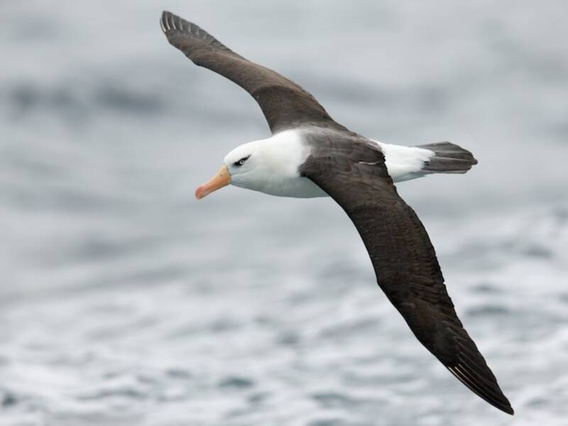 Albatro sopracciglio nero, Foto 3