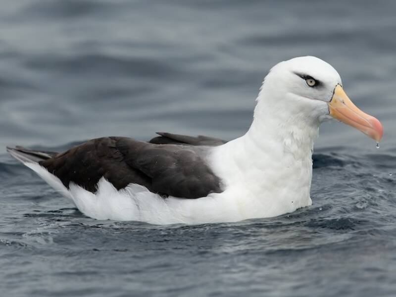 Albatro sopracciglio nero, Foto 2