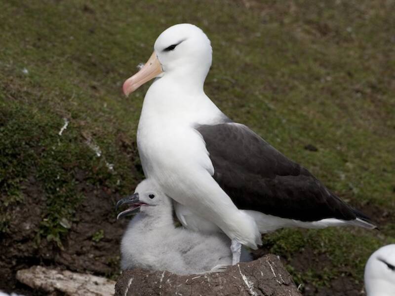 Black-browed Albatross