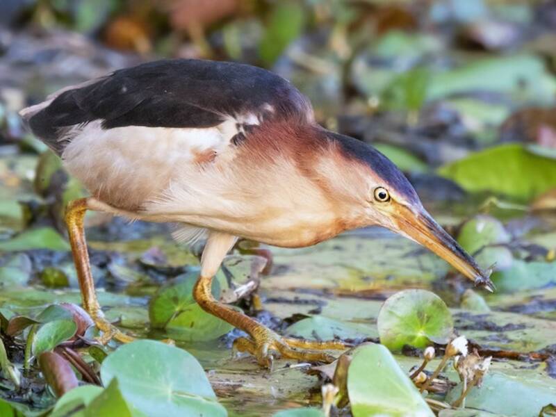 Black-backed Bittern, 照片 2