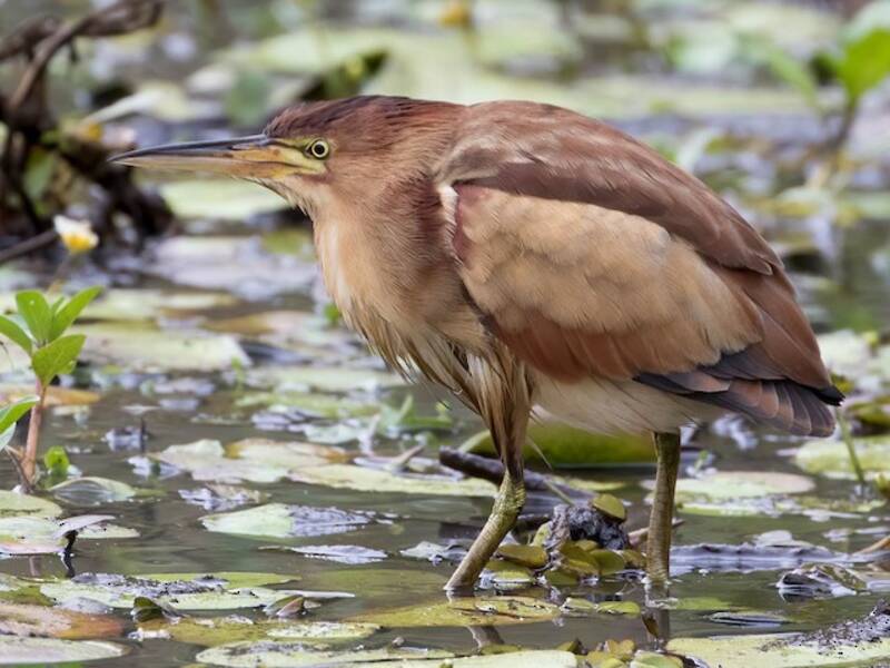 Black-backed Bittern, 照片 4