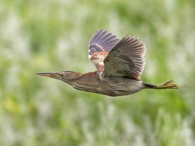 Black-backed Bittern, 照片 3