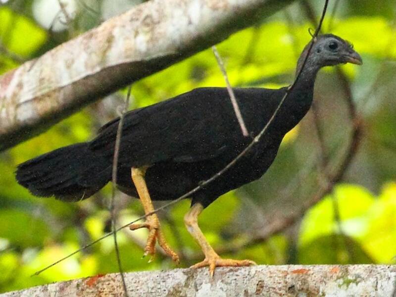 Gelbfuß-Buschhuhn