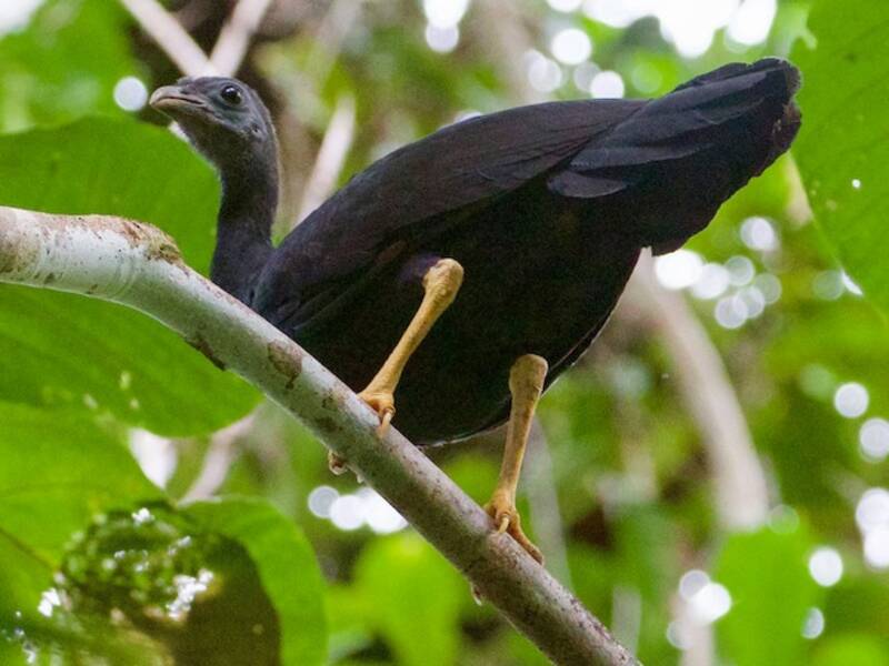 Gelbfuß-Buschhuhn, Fotos 3