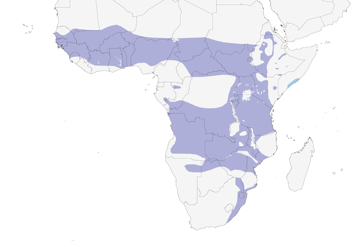 Otarda ventrenero, Distribuzione 1