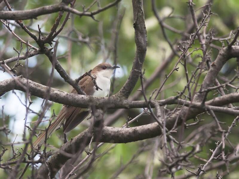 Black-billed Cuckoo (Coccyzus erythropthalmus)