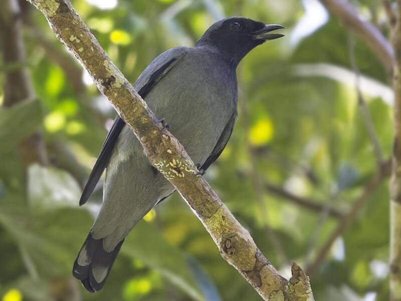 Black-bibbed Cicadabird, 照片 2
