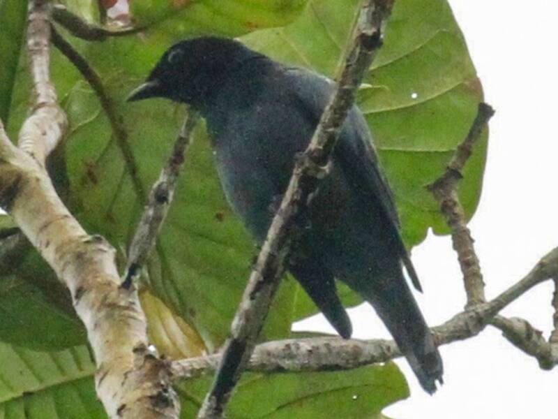 Black-bibbed Cicadabird