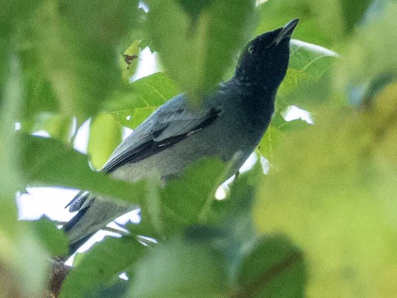 Black-bibbed Cicadabird, 照片 3