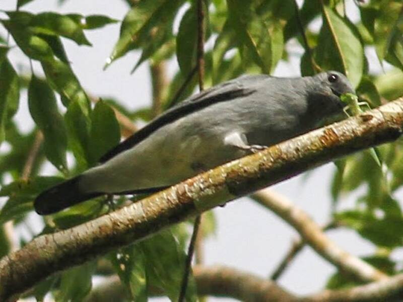 Black-bibbed Cicadabird, 照片 4