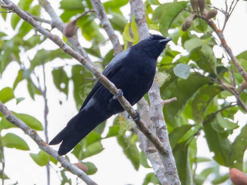 Black-bellied Cicadabird, Photos 4