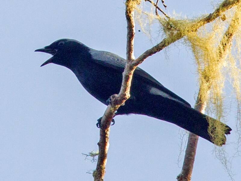 Black-bellied Cicadabird, Photos 3
