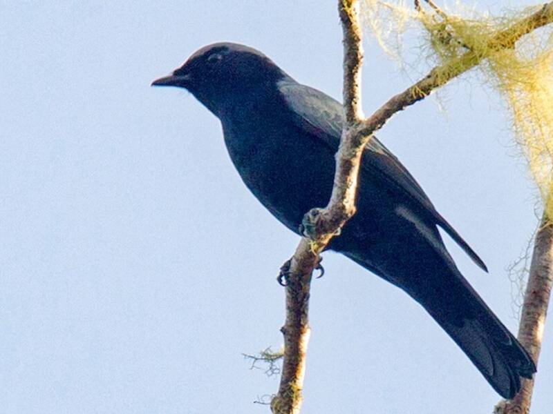 Black-bellied Cicadabird, Photos 2