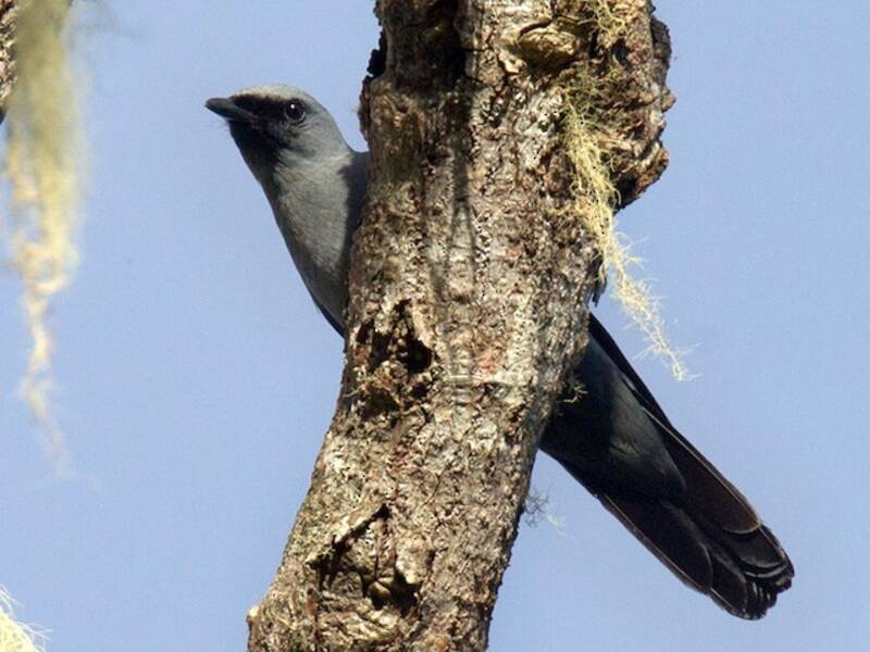 Coracina ventre nero