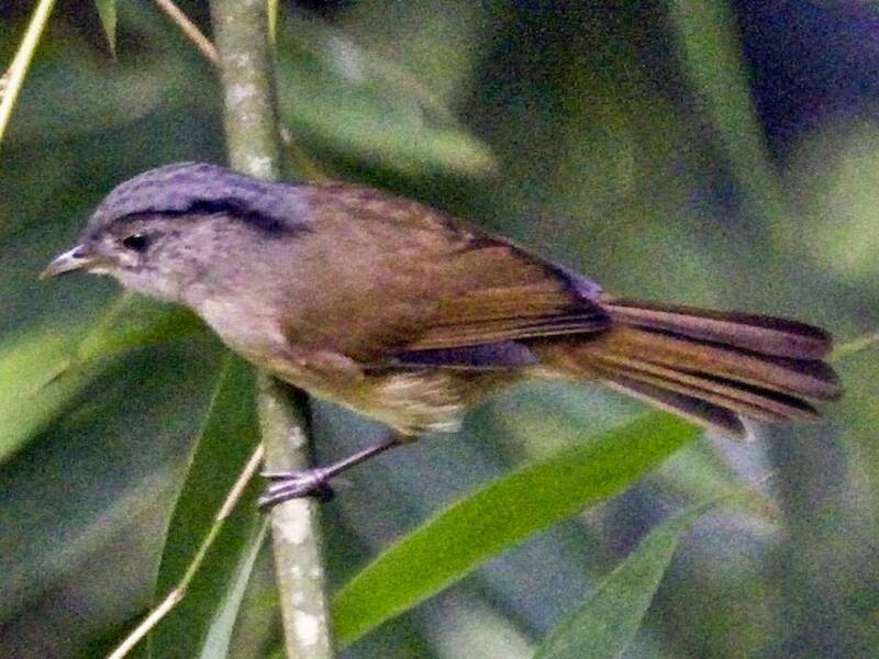 Black-browed Fulvetta, Photos 2