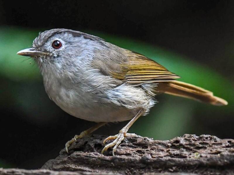 Black-browed Fulvetta, Photos 3