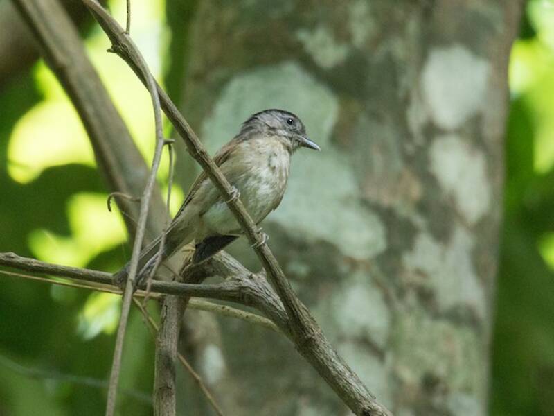 Black-browed Fulvetta, Photos 4