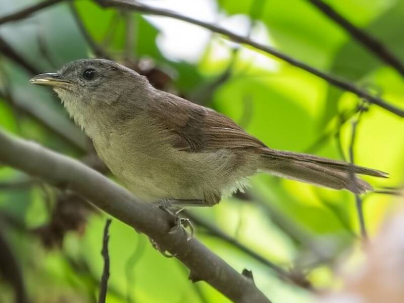 Fulvetta sopracciglia nere