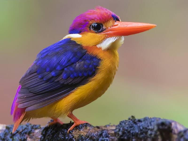 Black-backed Dwarf-Kingfisher (Ceyx erithaca)