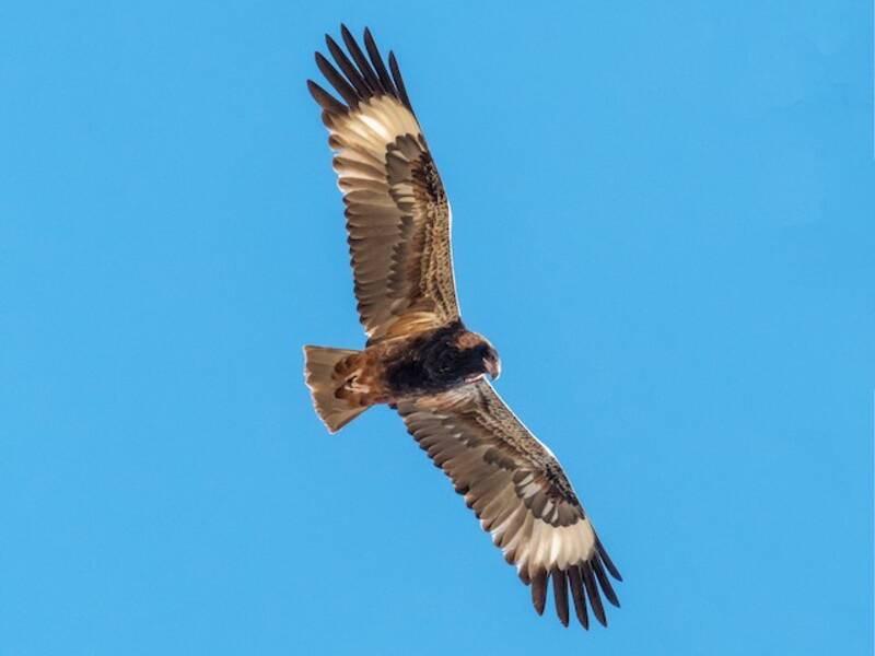 Black-breasted Kite, Photos 2