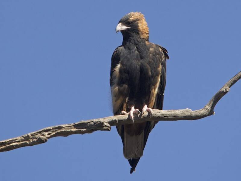 Black-breasted Kite