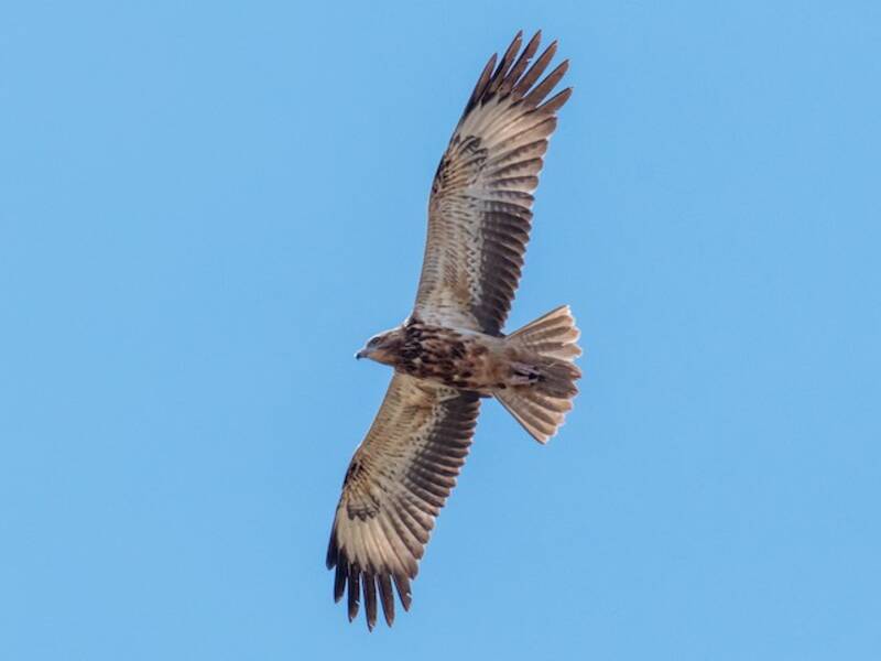 Black-breasted Kite, Photos 4