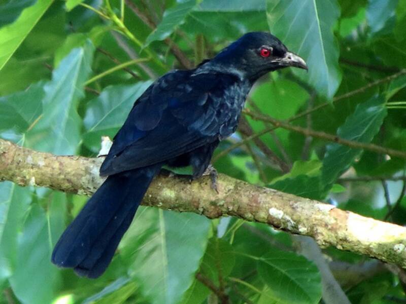 Koel becco nero