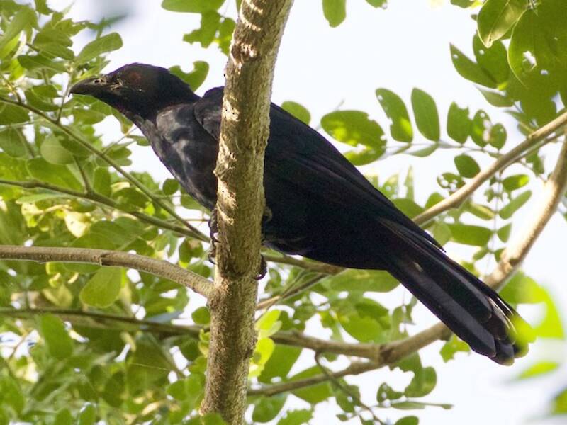 Koel becco nero, Foto 2