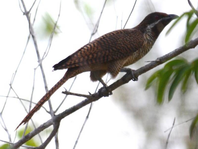 Koel becco nero, Foto 4