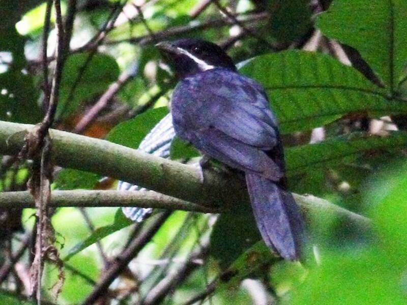 Koel becco nero, Foto 3