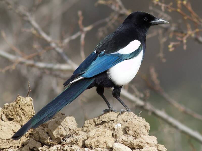 Black-billed Magpie (Pica hudsonia)