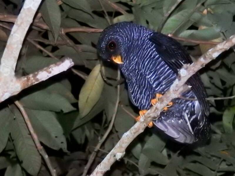 Gufo fasciato nero
